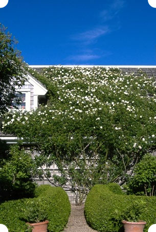 Nantucket cottage with roses are a distinctive Nantucket grden design feature 